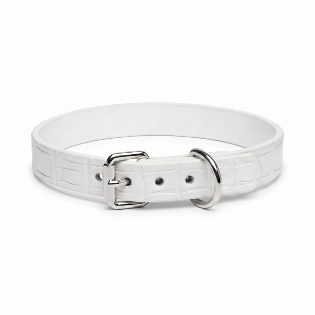 White human collar with a silver buckle on a white background Hover Image